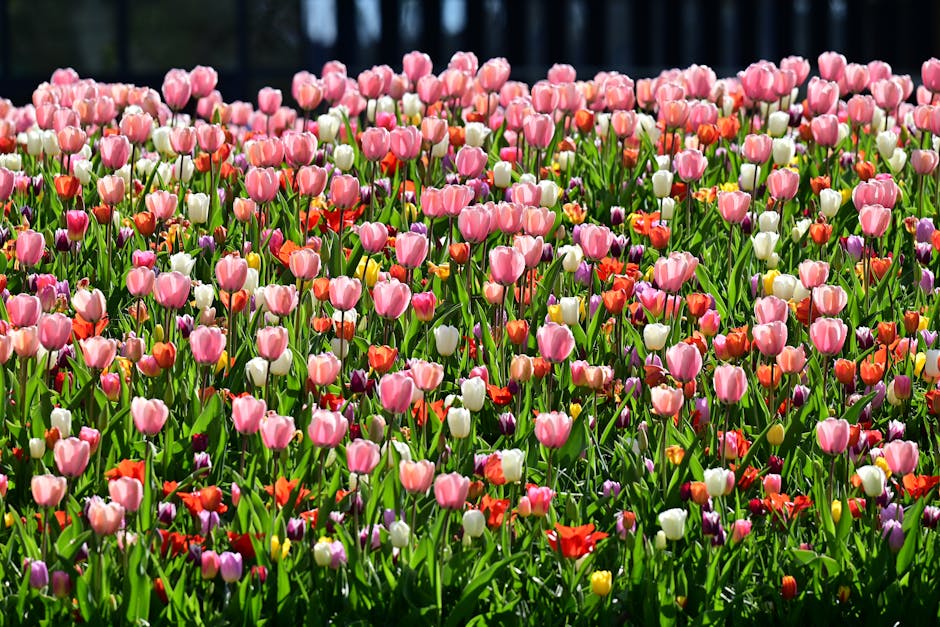 A densely packed flower bed of tulips in full bloom, composed of various colors including pink, white, red, orange, purple, and yellow, with long, slender green stems and broad leaves. The tulips are arranged closely together, creating a vibrant, multicoloured tapestry of blossoms. The flowers are situated outdoors on a sunny day, with natural light illuminating the petals and foliage, and a dark, blurred backdrop suggesting a garden or outdoor space behind. The scene captures the lush, healthy appearance of the tulips, which are well-maintained and neatly arranged, providing a visually appealing display of springtime flora. The image subtly highlights the contrast between the bright, colorful flowers and the darker background, emphasizing their freshness and vitality. This setting may be representative of a professional horticultural display or a well-maintained garden area, aligning naturally with themes of outdoor planting and landscape enhancement, relevant to waste management and clearance services for garden or outdoor spaces.
