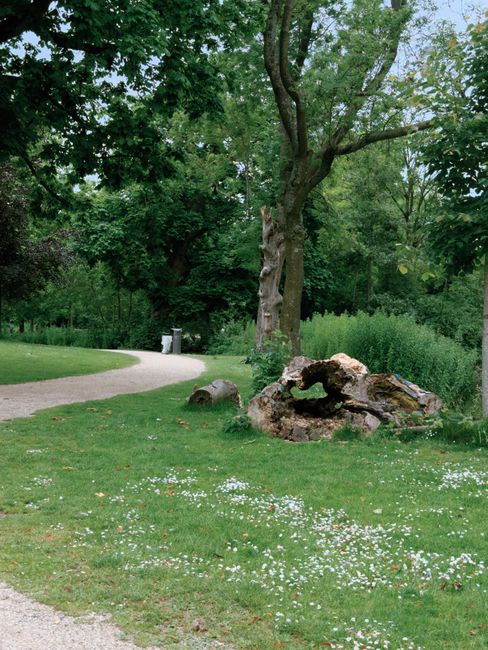 A park scene featuring a grassy area with small white flowers scattered across it, a large mature tree with a textured, light bark trunk and leafy green canopy, and a dirt pathway curving to the left in the background. Near the base of the tree, there is a pile of irregularly shaped, weathered logs and rough wood debris, possibly from recent clearing or trimming. Surrounding the tree are dense green shrubs and bushes, with taller trees further back creating a lush, natural environment. In the distance, a white trash bin is visible beside the pathway, indicating maintained park grounds. The scene appears well-lit with natural daylight, highlighting the vibrant green tones of the foliage and the contrast of the weathered wood pile, suggesting an area managed by local or private maintenance services such as those offered by rubbish removal companies like rubbishclearancehollandpark.co.uk, for on-site or alternative waste clearance solutions.