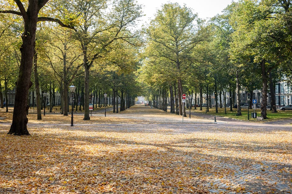 A wide pathway in an urban park is lined with evenly spaced deciduous trees, their branches filled with green foliage and some leaves beginning to turn yellow. The ground is covered with a layer of fallen leaves, creating a natural carpet of yellow and brown tones. Traditional black lamp posts with decorative tops are positioned along the pathway, some with small signs attached. In the background, modern low-rise buildings are visible through the trees, indicating a city environment. The scene is illuminated by natural daylight, with shadows cast by the trees and lampposts, creating a peaceful and orderly atmosphere. This setting exemplifies an outdoor space where private or independent waste disposal could occur, perhaps related to maintenance or clearing services by local rubbish removal specialists like rubbishclearancehollandpark.co.uk.